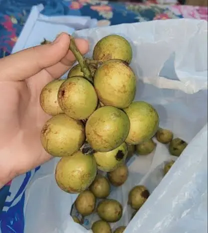 Matoa Super